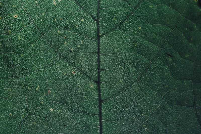 A close-up of a leaf, where you can see every fiber, to show the accuracy and resolution